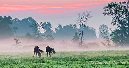 Two Horses In Misty Sunrise_P1170842.jpg - Photographed near Smiths Falls, Ontario, Canada.